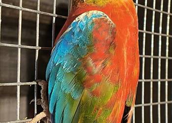 Aleksandretty gołąbki faliste