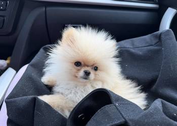 Szpic miniaturowy pomeranian dziewczynka