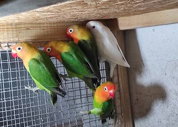 Nierozłączki fischera zielone