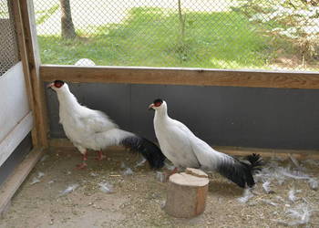 Bażanty uszaki białe