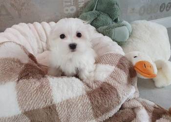 Maltańczyk sunia WIKA gotowa do odbioru