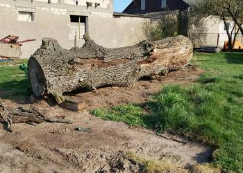 Kłoda dębowa sucha