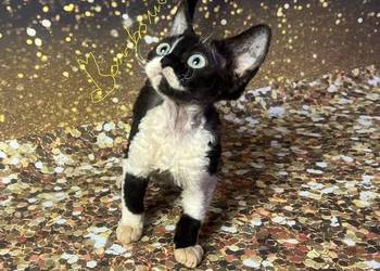 Kocur łaciaty Devon Rex