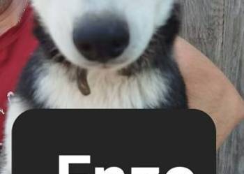 Syberiany husky