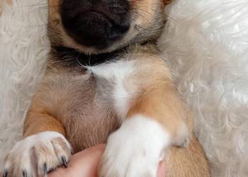 Piesek chihuahua