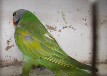 Aleksandretta różowopierśna