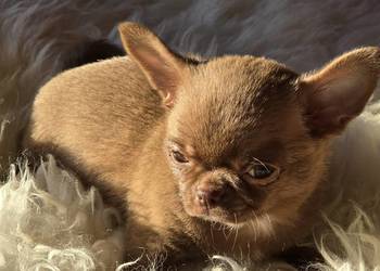 Chihuahua Czekoladowy *** XXS ***