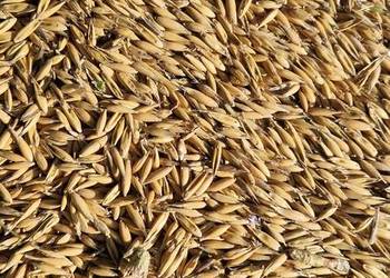 Owies, certyfikat ekologiczny