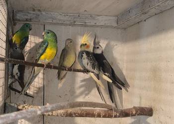 Świergoty papugi tegoroczne