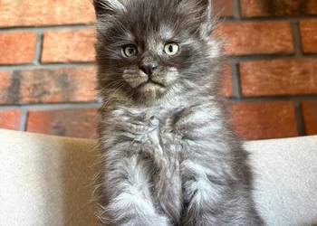 Maine Coon - Orion