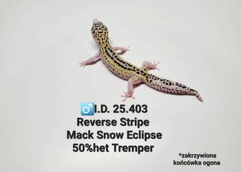 Gekony lamparcie