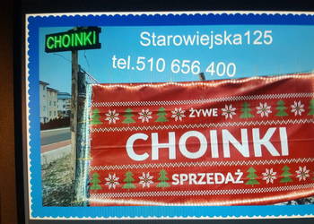 Choinki prosto z przydomowej plantacji