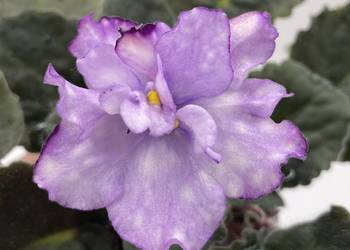 Fiołek afrykański kwitnąca sadzonka