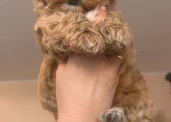 Malitipoo