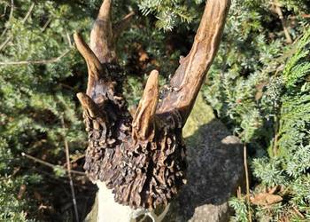 AKTUALNY REKORD ŚWIATA HAMPSHIRE 289,3 CIC KOPIA Orzesze