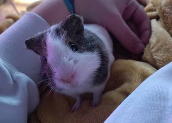 Świnka morska samiec 4 miesiące