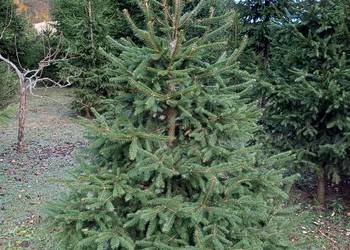 Choinki - Świerk Pospolity - Świerk Srebrny - Sosna Czarna