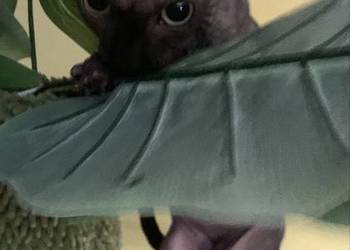 Sfinks Kanadyjski. Do odbioru kocurek. Rodowód