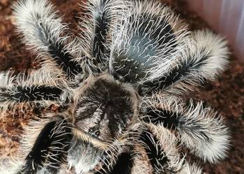 Dorosła para nicaragua