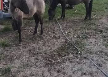 Sprzedam kobyłe ze źrubką