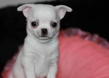 Chihuahua chłopiec ZKwP FCI