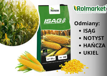 Nasiona kukurydzy na kiszonkę, ziarno ISĄG, kukurydza 50 tys. nasion