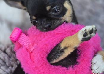 Chihuahua Czarna podpalana