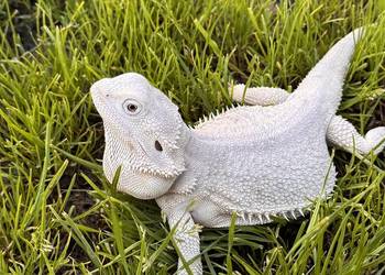 Agama brodata Hypo zero samica