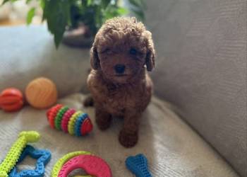 Pudel Miniatura samczyk
