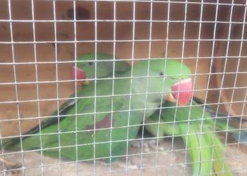 Papugi aleksandretty wielkie