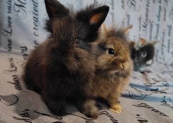 Królik miniaturka Lewek, baranek długowłosy