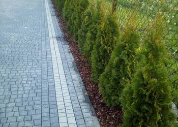 Tuja szmaragd tuje thuja szmaragdowa na żywopłot