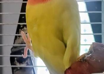 Nierozłączka samiczka