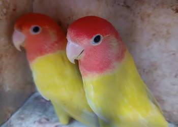 Parę nierozłączek i rozelle