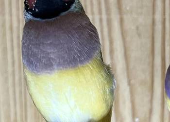 Amadyna wspaniała - samiczka 2025r