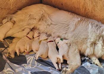 Owczarek Podhalański - Pyzokluski !!!