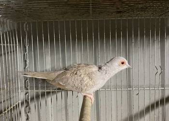 Gołąbek diamentowe