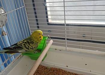 Papugę falista + klatka z wyposażeniem + wiadro karmy