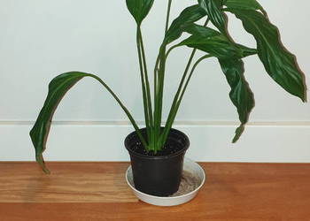 Skrzydłokwiat, roślina rosnąca, duża wysokość 45cm