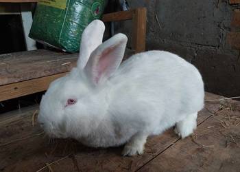 Sprzedam samice nw biała