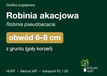 Robinia akacjowa (Robinia pseudoacacia) obwód 6-8 cm, z gruntu – HURT