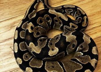 Pyton królewski wraz z terrarium