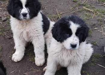 Nowofundland szczeniaki