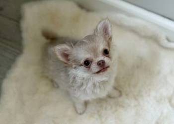 Liliowy długowłosy szczeniak rasy chihuahua szuka domu