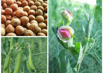 Groch siewny Astronaute