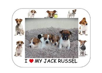 Jack Russell Terrier zapowiedź miotu WIOSNA '25