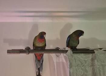 Sprzedam Rozelle królewskie