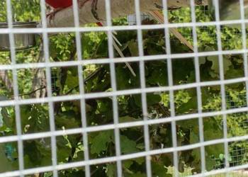 papugi rozelle ( para lęgowa ) papugi rozelle ( para lęgowa )