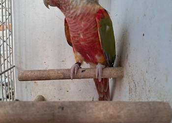 Rudosterka/Rudosterki