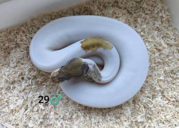 Pyton Królewski Regius samiec Pyton Królewski Regius samiec